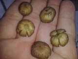 Psilocybe tampanensis image