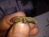 Psilocybe tampanensis image