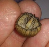 Psilocybe tampanensis image
