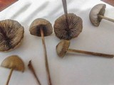 Psilocybe tampanensis image