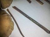 Psilocybe tampanensis image