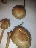 Psilocybe tampanensis image