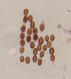 Psilocybe tampanensis image