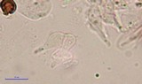 Psilocybe tampanensis image