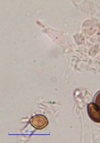 Psilocybe tampanensis image