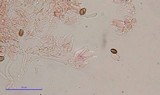 Psilocybe tampanensis image