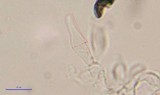 Psilocybe tampanensis image
