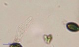 Psilocybe tampanensis image