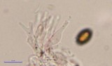 Psilocybe tampanensis image