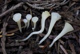 Clavicorona taxophila image