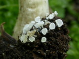 Lachnum virgineum image