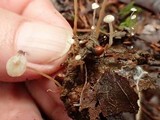 Collybia tuberosa image