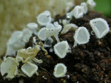 Lachnum virgineum image