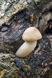 Hypsizygus ulmarius image