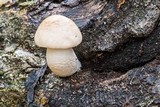 Hypsizygus ulmarius image
