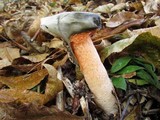 Phallus rubicundus image