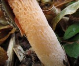 Phallus rubicundus image