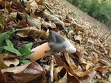 Phallus rubicundus image