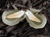 Phallus rubicundus image