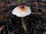 Lepiota magnispora image