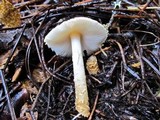 Lepiota magnispora image