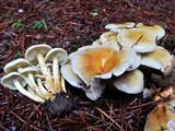Hypholoma capnoides image