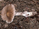 Amanita porphyria image
