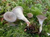 Cantharellula umbonata image