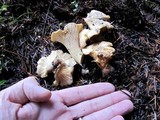 Cantharellus subalbidus image