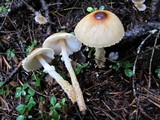 Lepiota magnispora image