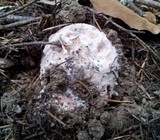 Hypomyces hyalinus image