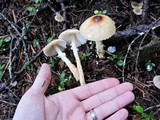 Lepiota magnispora image