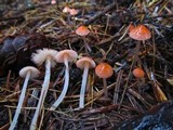 Mycena monticola image