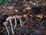 Mycena monticola image