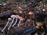Mycena monticola image