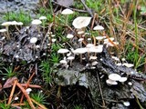 Collybia cirrhata image