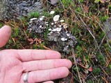 Collybia cirrhata image