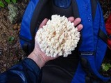 Hericium abietis image