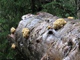 Hericium abietis image