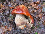 Leccinum insigne image