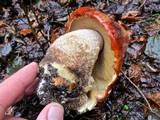Leccinum insigne image