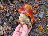 Leccinum insigne image