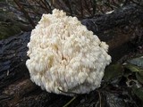 Hericium abietis image