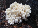 Hericium abietis image
