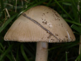 Amanita populiphila image