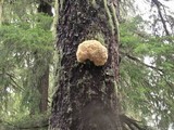 Hericium abietis image