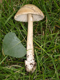 Amanita populiphila image