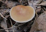 Rhodocollybia butyracea image