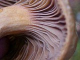 Chroogomphus tomentosus image