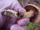 Chroogomphus tomentosus image